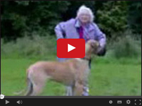 Babcia na spacerze z psem