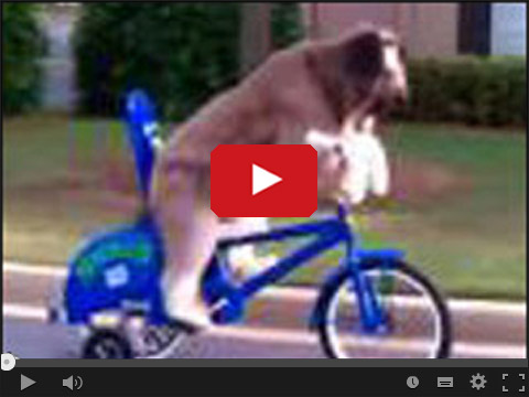 Pies jedzie na rowerze