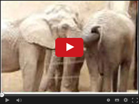 Co zrobi słoń