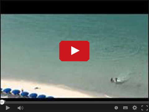 Rekin na rajskiej plaży