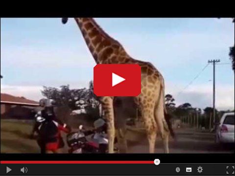 Żyrafa kradnie motocykl