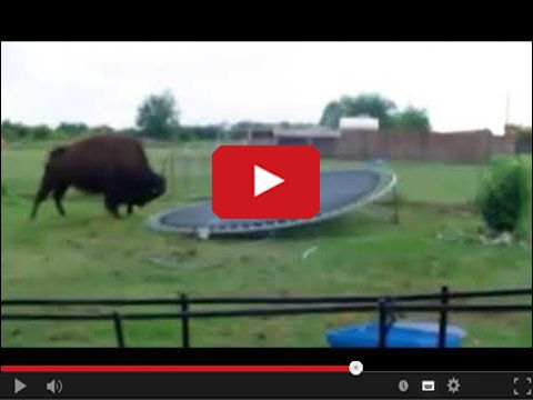 Ogromny bizon na trampolinie w ogródku