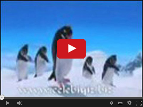 Tańczące i śpiewające pingwiny